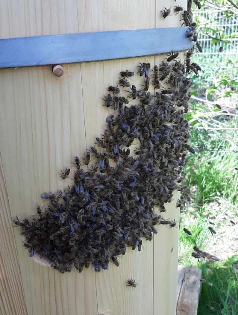 Bienenschwarm