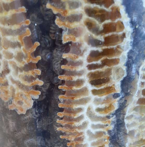 Propolis